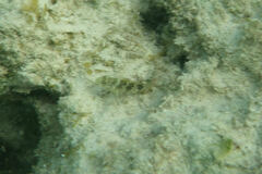 Malacoctenus triangulatus