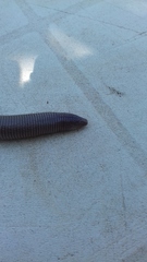 Amphisbaena darwinii