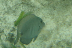 Acanthurus chirurgus