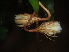 Epiphyllum oxypetalum