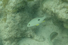 Lutjanus synagris