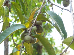 Diospyros candolleana