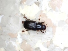 Acrossidius tasmaniae