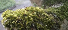 Sematophyllum