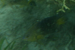 Stegastes leucostictus