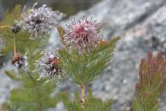 Serruria pedunculata