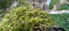 Sematophyllum