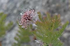 Serruria pedunculata