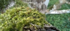 Sematophyllum