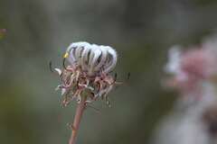 Serruria pedunculata