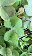 Oxalis articulata