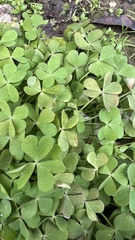 Oxalis articulata