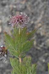 Serruria pedunculata