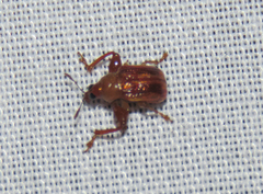 Euscelus