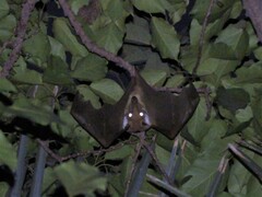 Epomophorus gambianus