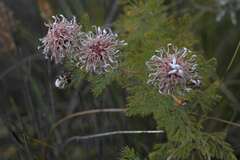 Serruria pedunculata