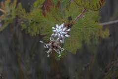 Serruria pedunculata