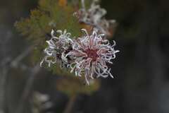 Serruria pedunculata