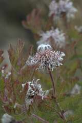 Serruria pedunculata