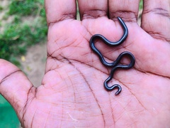 Typhlopidae