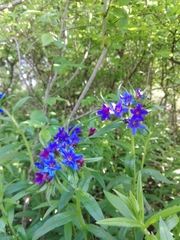 Aegonychon purpurocaeruleum