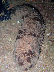 Astichopus multifidus