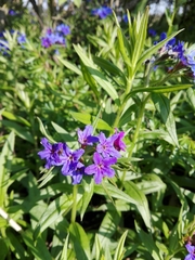 Aegonychon purpurocaeruleum