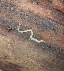 Geonemertes pelaensis