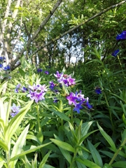 Aegonychon purpurocaeruleum