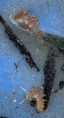 Apata pricei