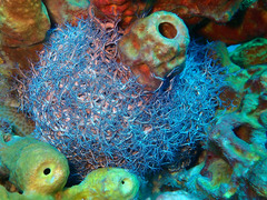 Astrophyton muricatum