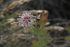 Serruria pedunculata