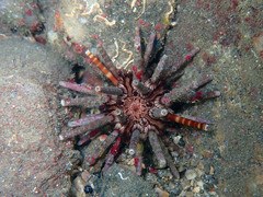 Eucidaris tribuloides
