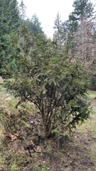 Taxus chinensis