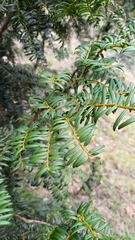 Taxus chinensis