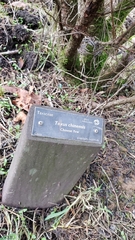 Taxus chinensis