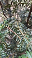 Taxus chinensis