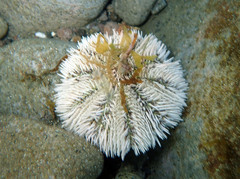 Lytechinus variegatus