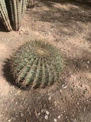 Ferocactus histrix