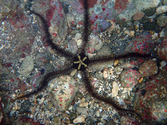 Ophiocoma echinata