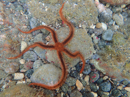 Breviturma paucigranulata observed 2018-12-11