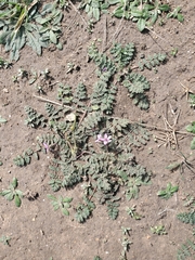 Erodium