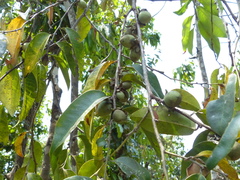 Diospyros candolleana