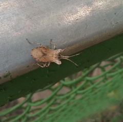 Acanonicus laticornis