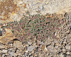 Euphorbia capitellata