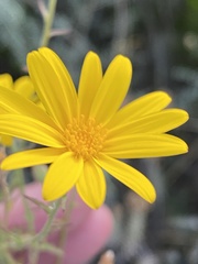 Osteospermum sinuatum