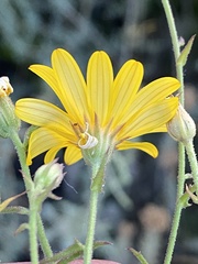 Osteospermum sinuatum