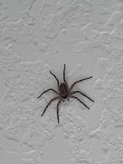 Selenops submaculosus