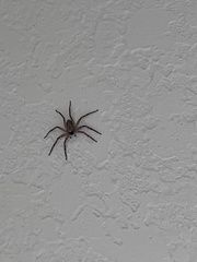 Selenops submaculosus