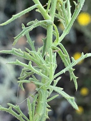 Osteospermum sinuatum
